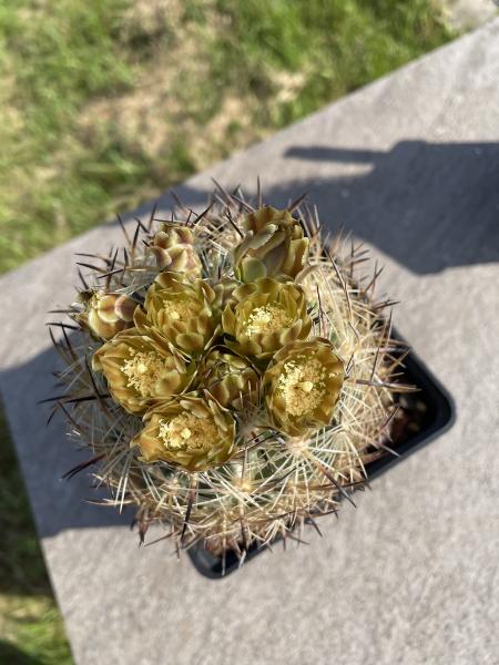 Echinomastus laui